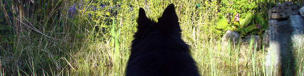An Image Slideshow