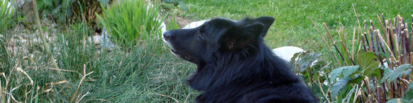 An Image Slideshow