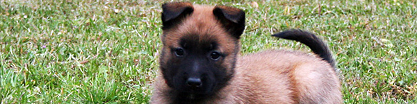 An Image Slideshow