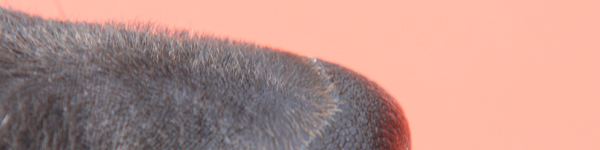 An Image Slideshow