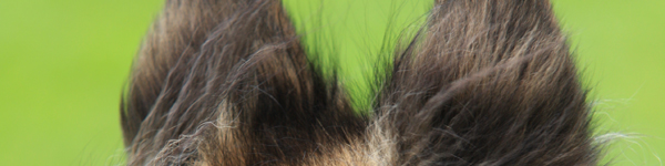 An Image Slideshow