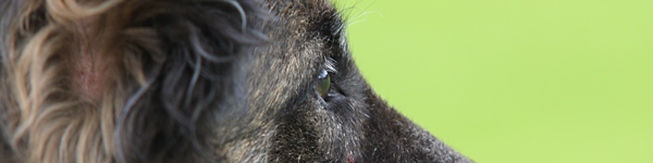 An Image Slideshow