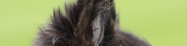 An Image Slideshow