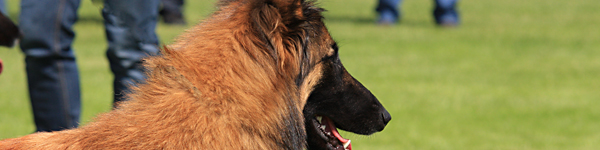 An Image Slideshow