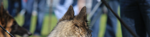 An Image Slideshow