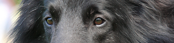 An Image Slideshow