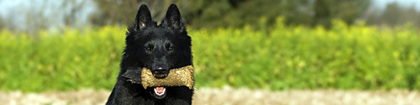 An Image Slideshow