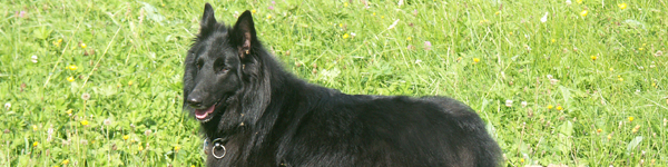 An Image Slideshow