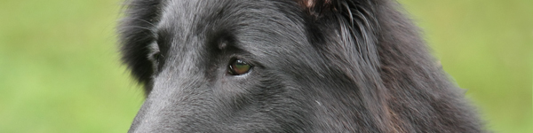 An Image Slideshow
