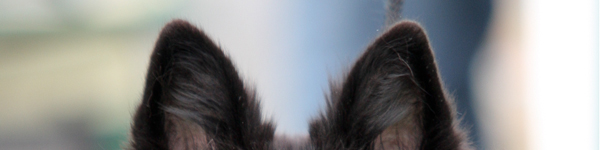 An Image Slideshow