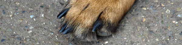 An Image Slideshow