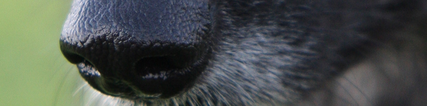An Image Slideshow