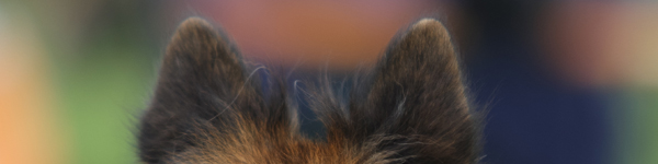 An Image Slideshow