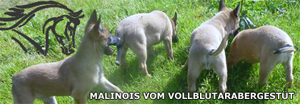 Homepage vom Vollblutarabergestüt
