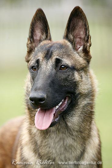 Malinois