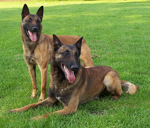 Malinois