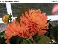 Impr-Bergk 110618 080