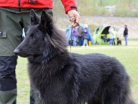 06 Atrax vom Wind in den Weiden 02