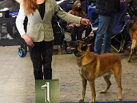 Sieger Malinois