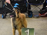 01b Bijelle de lupus fidelis Bester Jugendhund