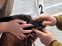 17 Bentley Rebell Represent 2