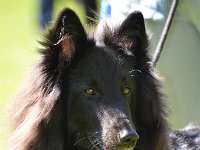 12 Habiba Hana von Canis Lupus Pallipes