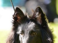 13 Hera von Canis Lupus Pallipes