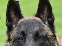 22 True Angels Famous Hades  JugV1Rü Bester Jugendhund ML Jugendsieger Niedersachsen 0276