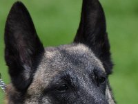 31 Alcosethas Kelsey Sienna VetV1Hü Bester Veteran ML Veteranensieger Niedersachsen 0388