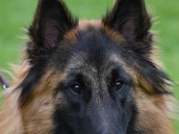 45 Eternal Fire z Kovarny JugV1 Rü Bester Jugendhund TV 0049