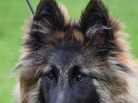 51 Liever dan Lief v. Moned VV1Hü Besteter Jüngstenhund TV 0132