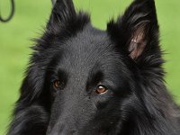 5 Highlander Mylo von Canis Lupus Pallipes CAC Bester Rüde BOS-GR 0094