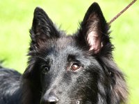 Siegerhunde