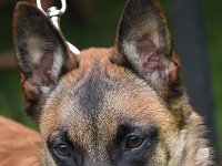 30 ACDC von Wadtok 0378