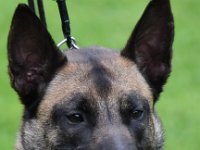 41 Bad Girl vom Goldenen Kreitz 0482