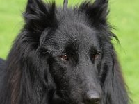 4 Dark-Baghira vom schwarzen Labertal 0081
