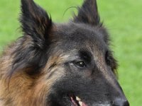 57 Caja vom Leonberger Mühlbach 0217