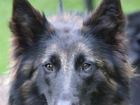 59 Aska von Eitzum 0242