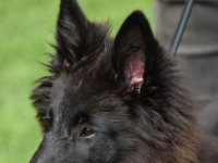 7 Stefnics Belgier Lady Lucille 0129