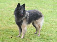 Beautiful Black One Canis Lupus 2016 04 30 Bebra 9 OKSG4 042 : 2016_04_30_Bebra