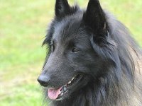 Beautiful Black One Canis Lupus 2016 04 30 Bebra 9 OKSG4 047 : 2016_04_30_Bebra