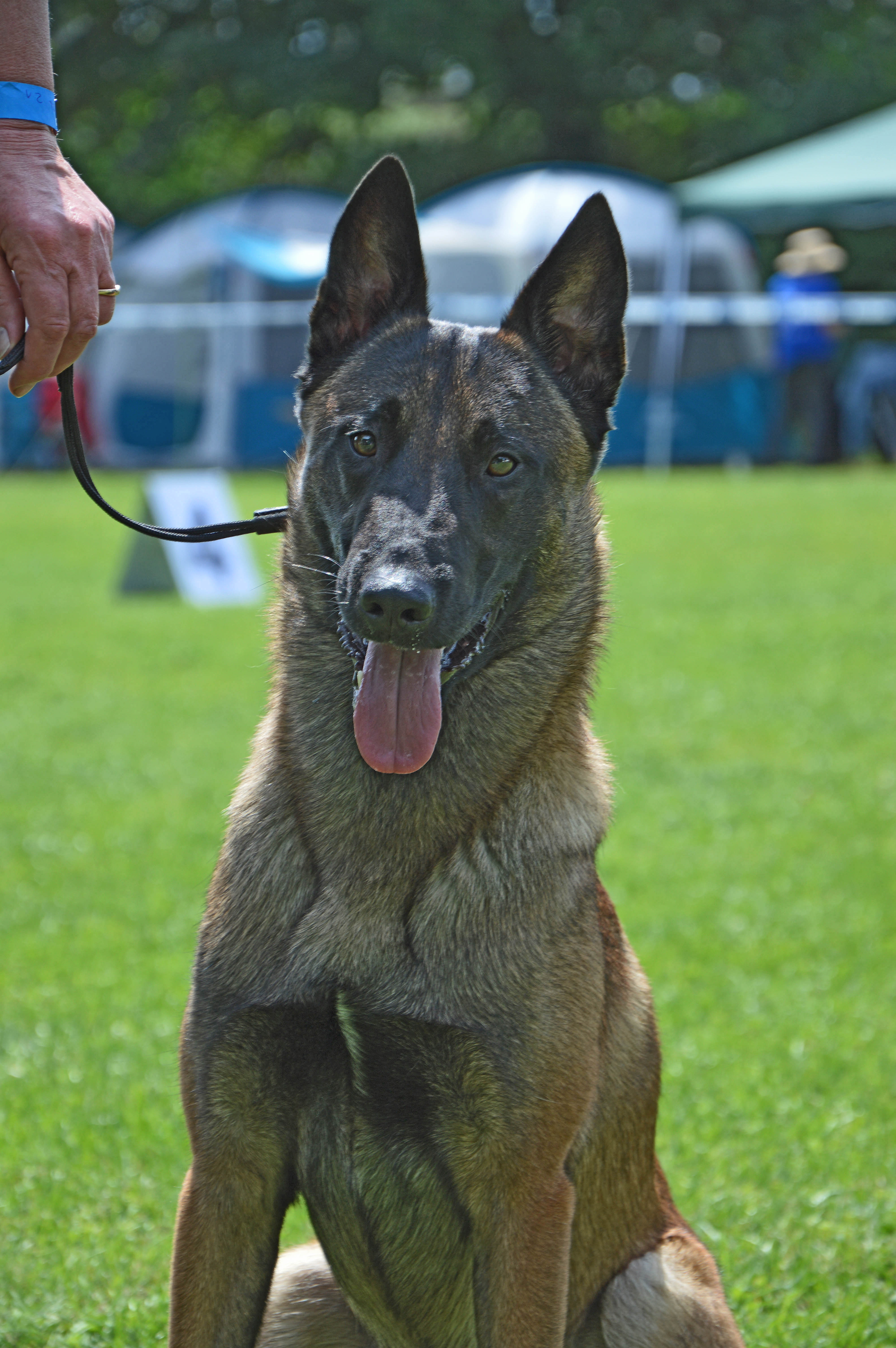 Sergeant Bo von den brennenden Herzen