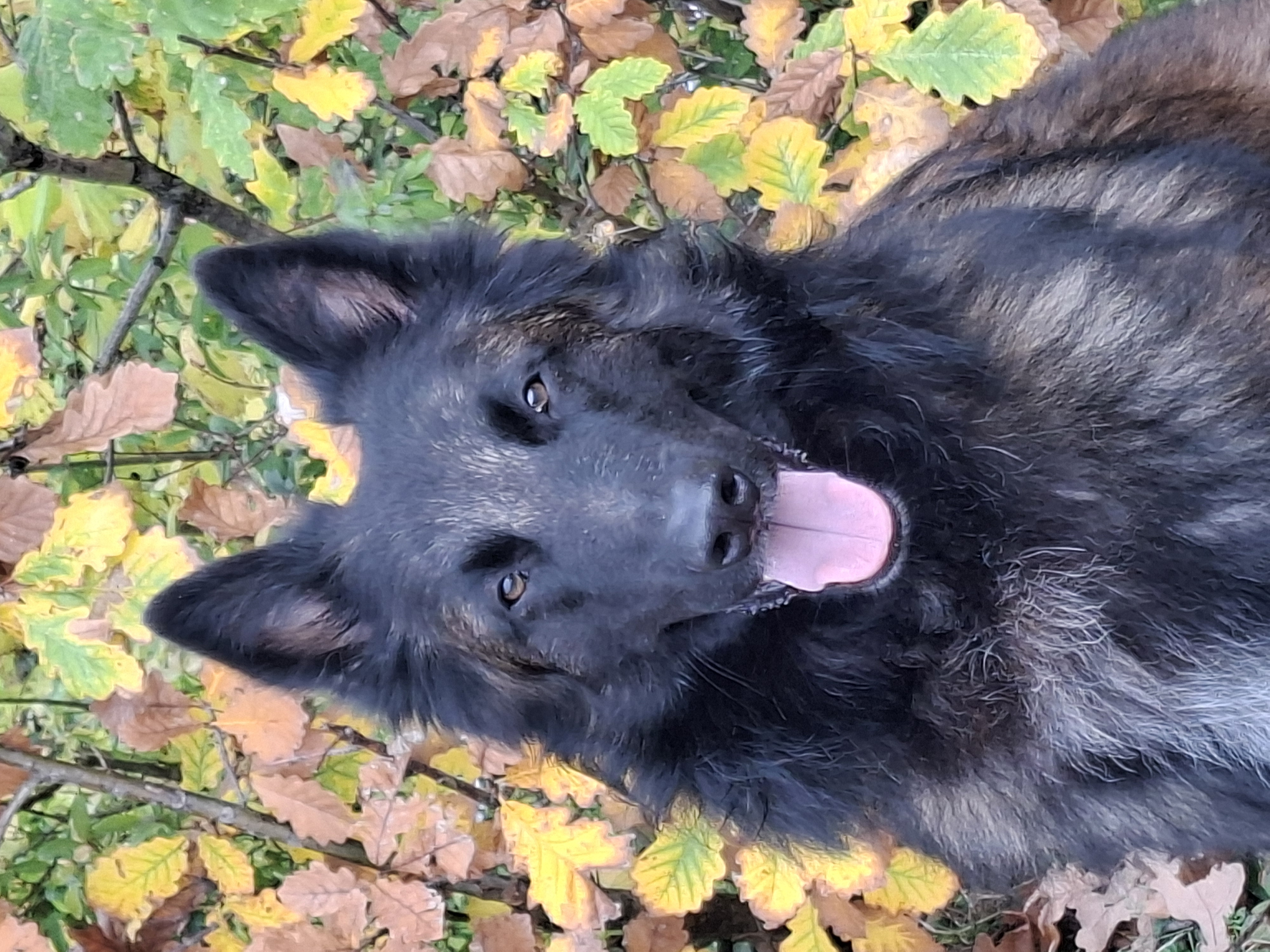 Carlos Santana von den Hugenotten von den Hugenotten