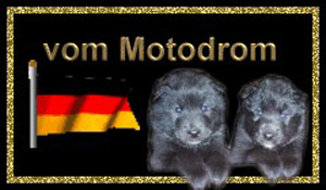 Homepage vom Motodrom