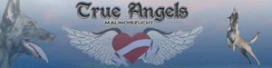 Homepage True Angels